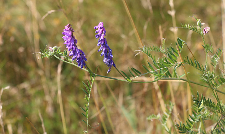 Vesce Cracca-Vicia Cracca (crédit: Quessoy)