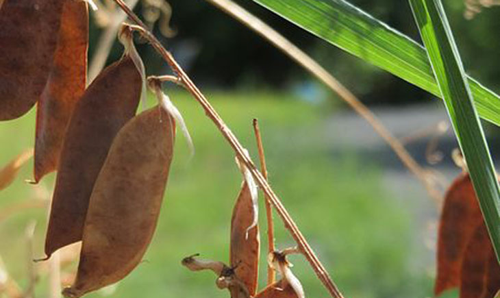 Vesce Cracca-Vicia Cracca (crédit: Eigenes Werk)