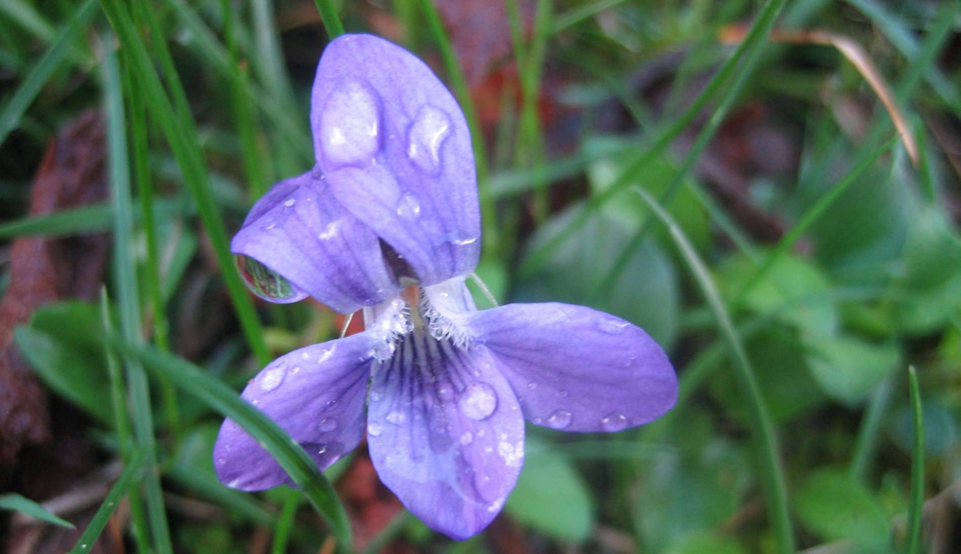 Violette odorante (crédits: Evelyne Liauzun)