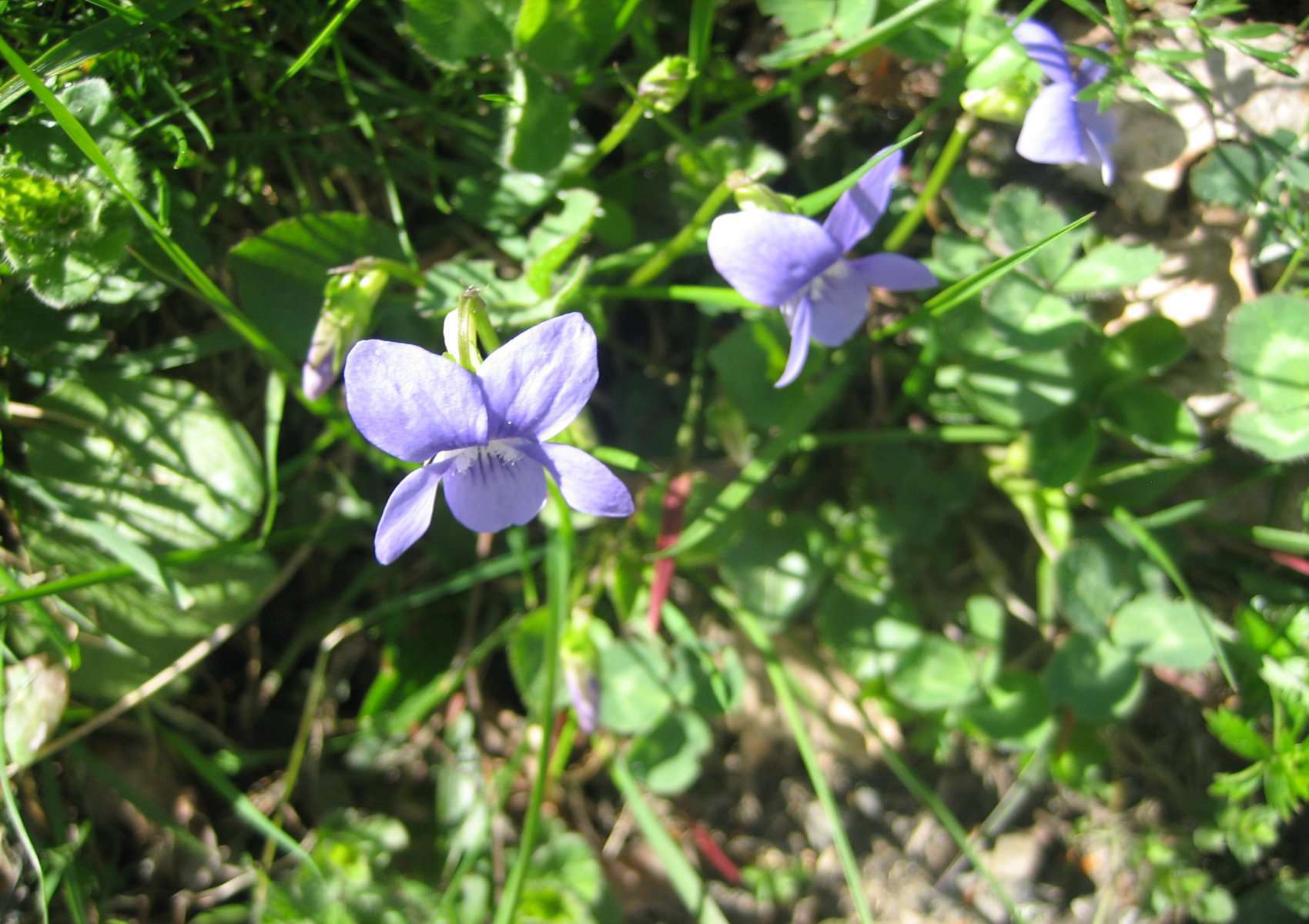 Violette odorante (crédits: Evelyne Liauzun)