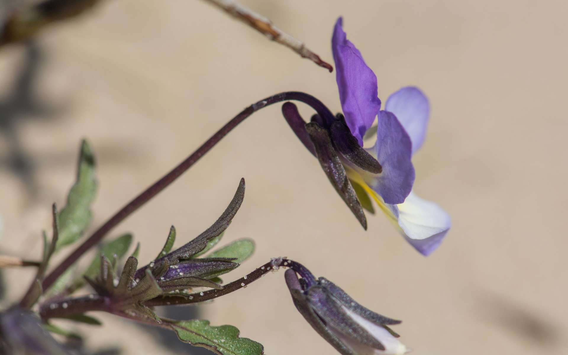 Violette de Curtis (Crédits : Jérôme Boisard)