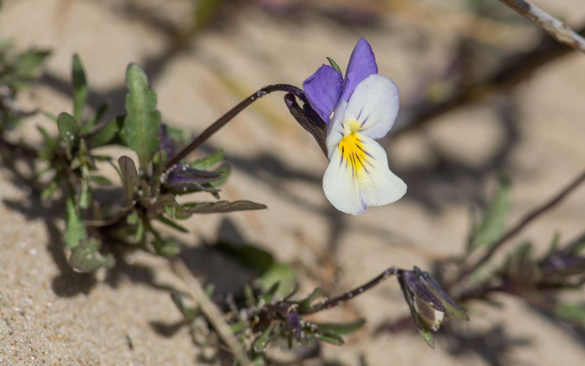 Violette de Curtis (Crédits : Jérôme Boisard)