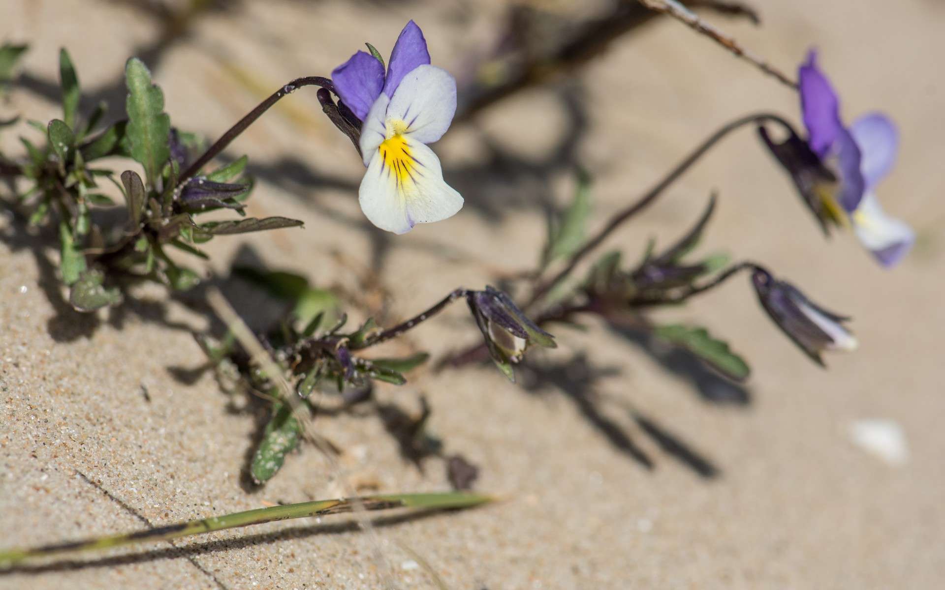 Violette de Curtis (Crédits : Jérôme Boisard)