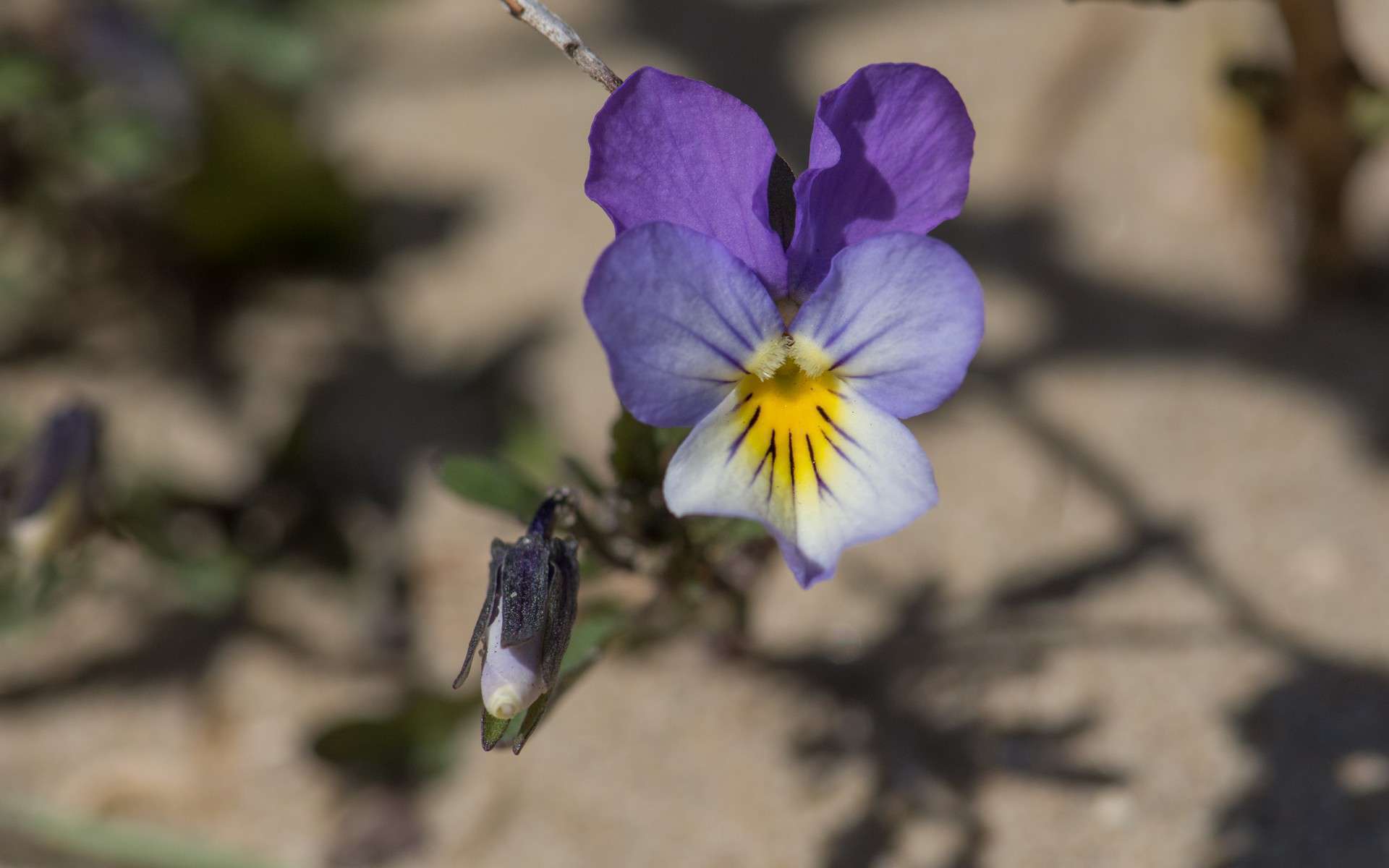 Violette de Curtis (Crédits : Jérôme Boisard)