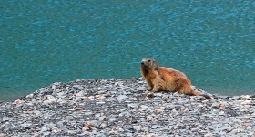 Marmotte des Alpes, Marmotta marmotta