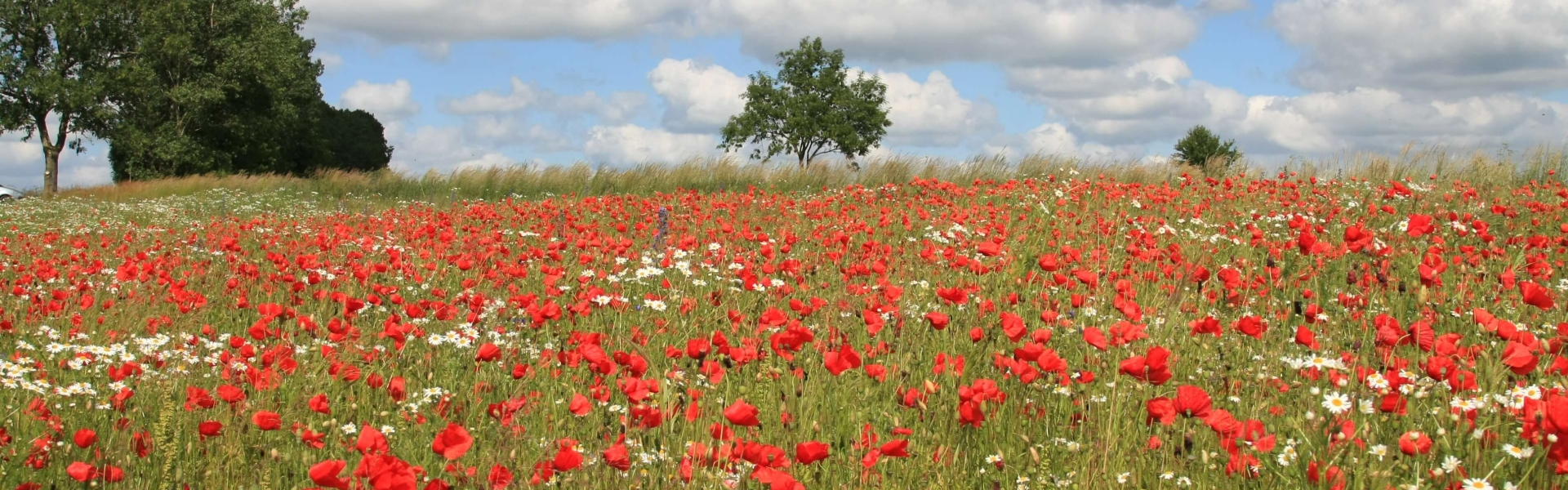 Le Coquelicot