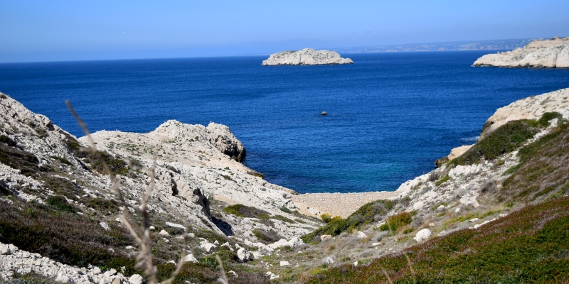 Sortie nature aux îles du Frioul