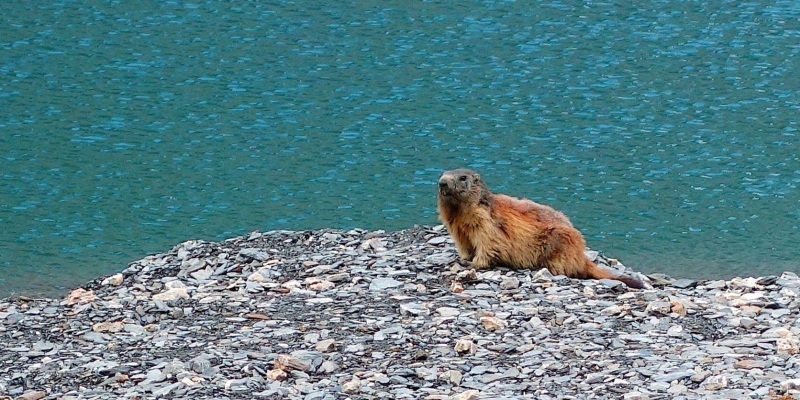 Marmotte des Alpes, Marmotta marmotta