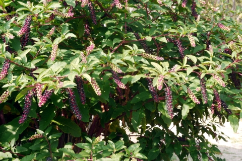 Raisin d'Amérique 