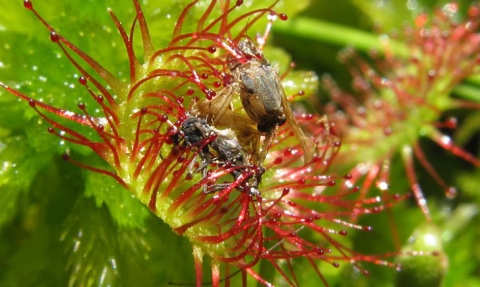Droséra à feuilles rondes (Saint-Pierre et Miquelon)