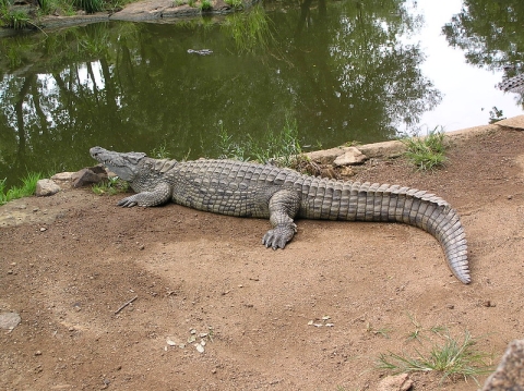 Crocodile