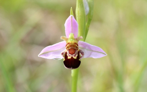 Ophrys abeille