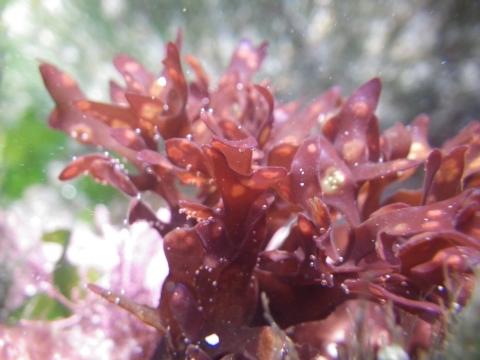 Algues rouges, Rhodophytes 