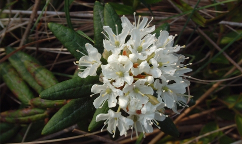 Thé du Labrador ou Thé de jam