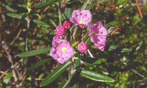 Kalmia à feuilles d'Andromède