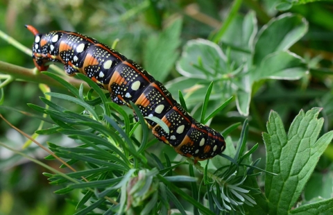 Sphinx de l'euphorbe