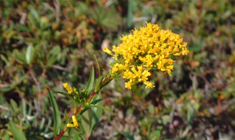 Verge d'or des marais 
