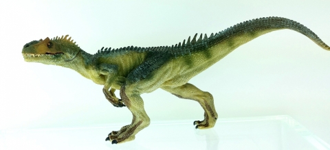 Allosaurus sp.