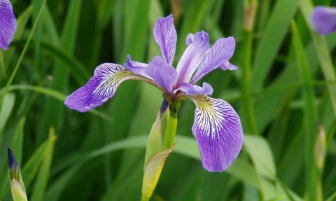 Iris versicolore