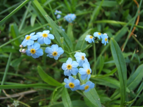 Myosotis des marais 