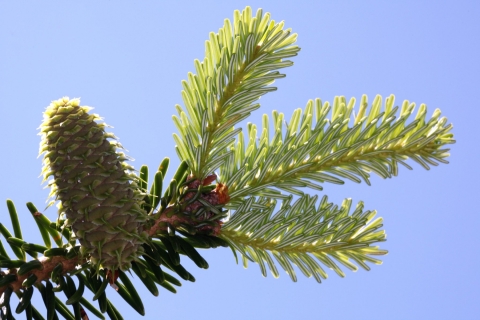 Sapin de Nordmann