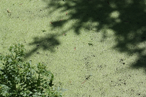 Lentille d'eau 