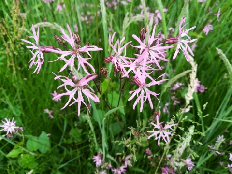 Lychnis fleur-de-coucou