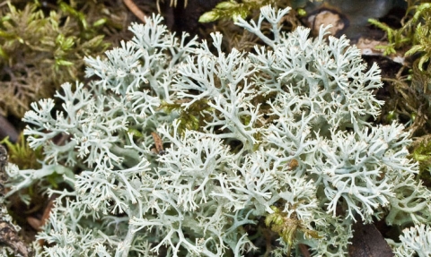 Lichens (Saint-Pierre et Miquelon)