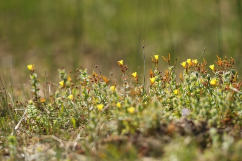 Millepertuis des marais