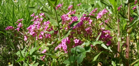 Oxalide articulée, Oxalis articulé