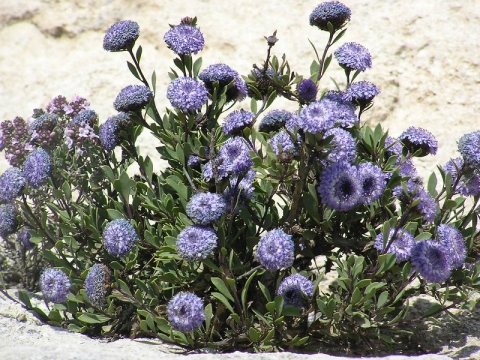 Globulaire buissonnante
