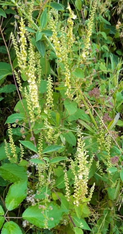 Germandrée, Sauge des bois