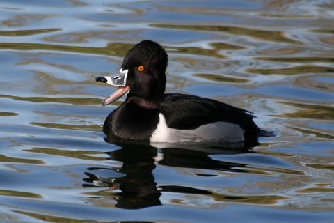 Fuligule à collier