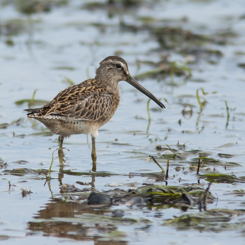 Bécassine de Wilson