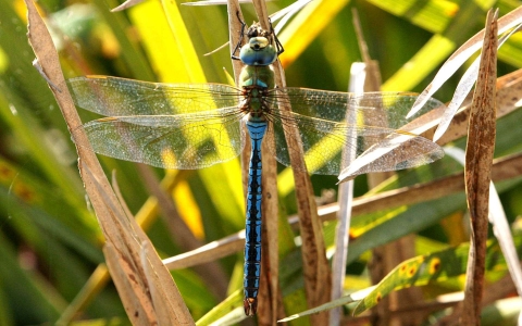 Anax empereur