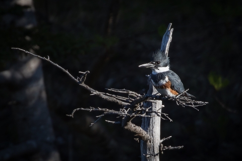 Martin pêcheur d'Amérique