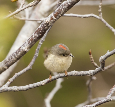 Roitelet à couronne rubis