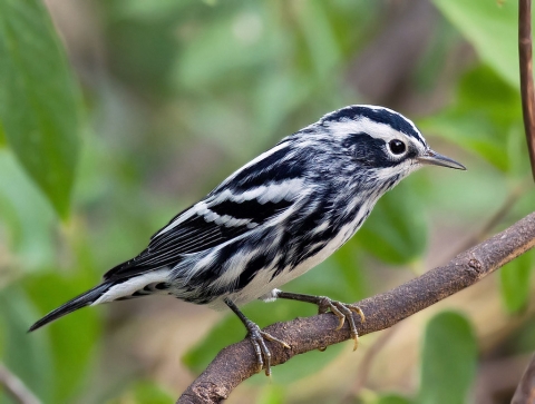 Paruline noir et blanc