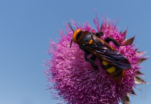 Scolie des jardins