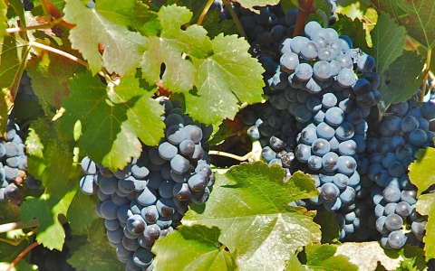 Vigne cépage Syrah