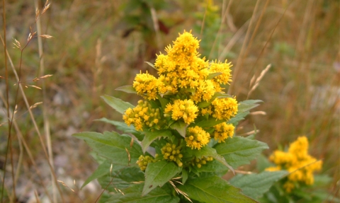 Verge d'or rugueuse