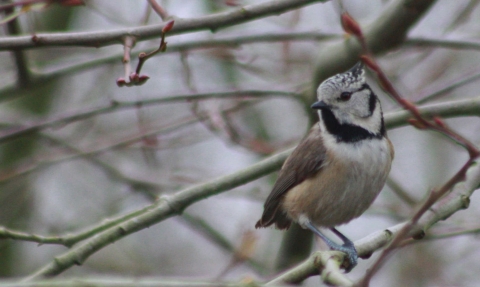 Mésange huppée