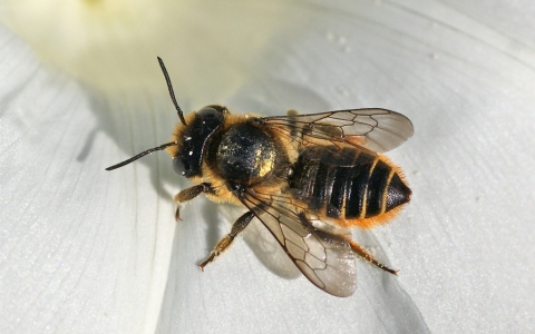 Megachile du rosier