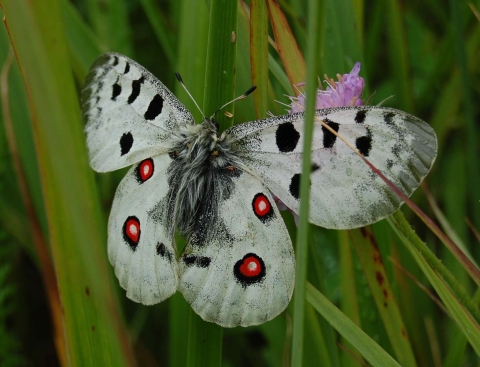 Apollon (papillon)