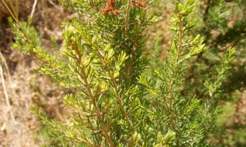 Bruyère arborescente