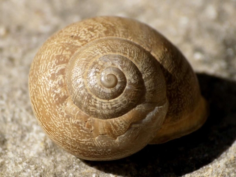 Escargot mourguéta