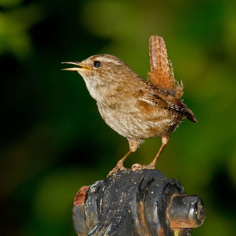 Troglodyte mignon