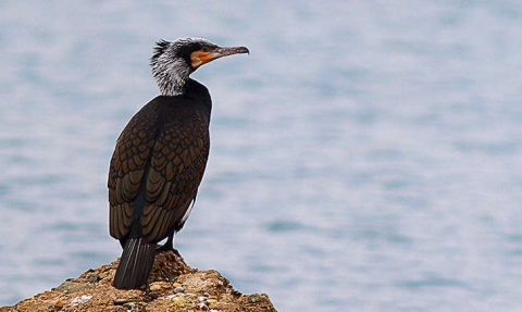 Grand cormoran