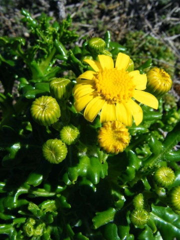 Séneçon à feuilles grasses 