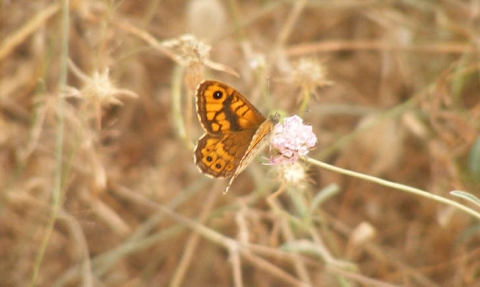 Mégère